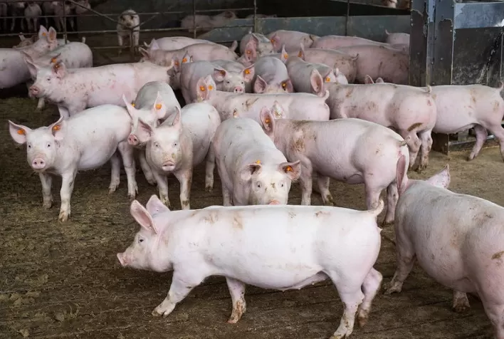 O Boletim do Suíno do Cepea de fevereiro já está disponível