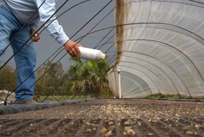 EMBRAPA FLORESTAS: Novo sistema de cultivo de erva-mate pode produzir até dez vezes mais que o tradicional