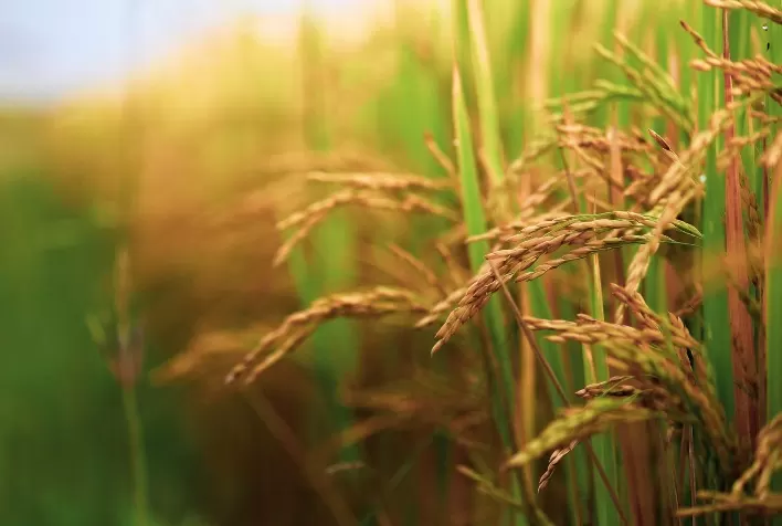 Apesar da colheita e importações, preço do arroz segue acomodado