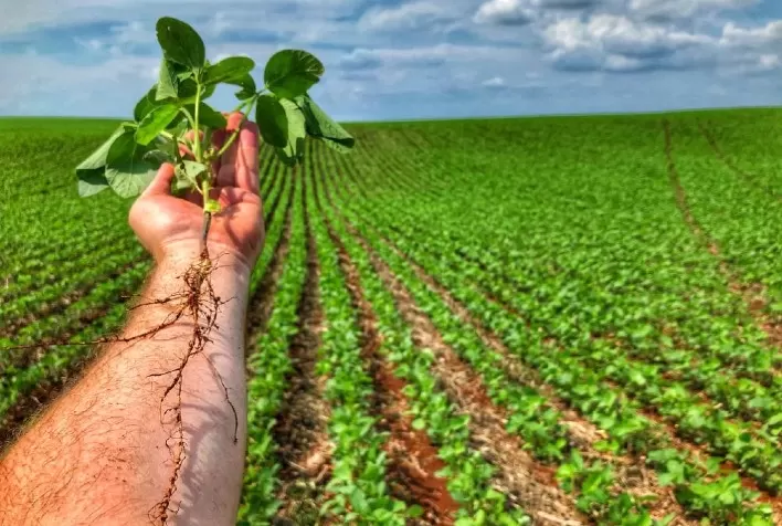 Bactérias inteligentes são indispensáveis na agricultura regenerativa
