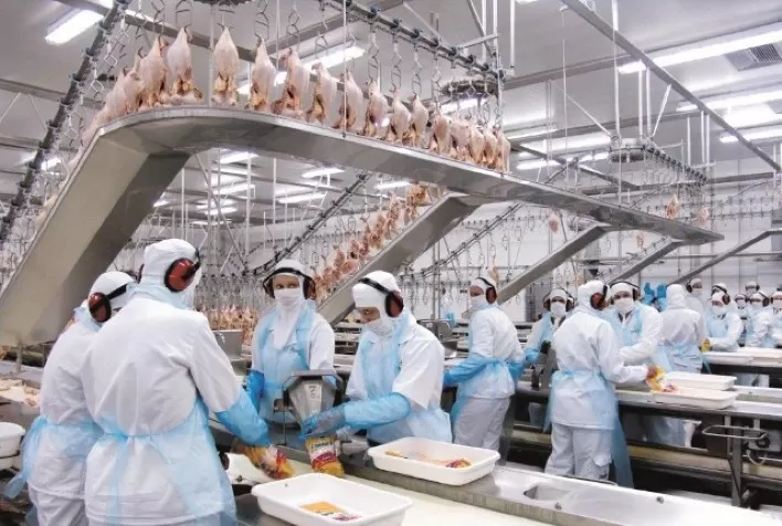 Desempenho do frango abatido na 11ª semana de 2023, terceira do mês de março