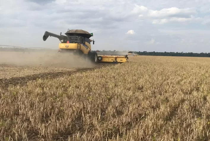 COLHEITA: 1ª safra de feijão atinge 71,1% da área total
