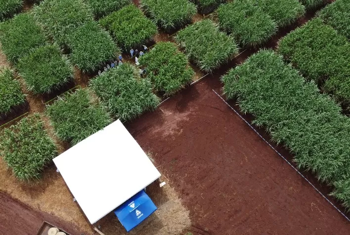 Biotecnologia e sustentabilidade são foco de Dia de Campo promovido pela ADAMA com o Centro de Tecnologia Canavieira para produtores de cana e usinas