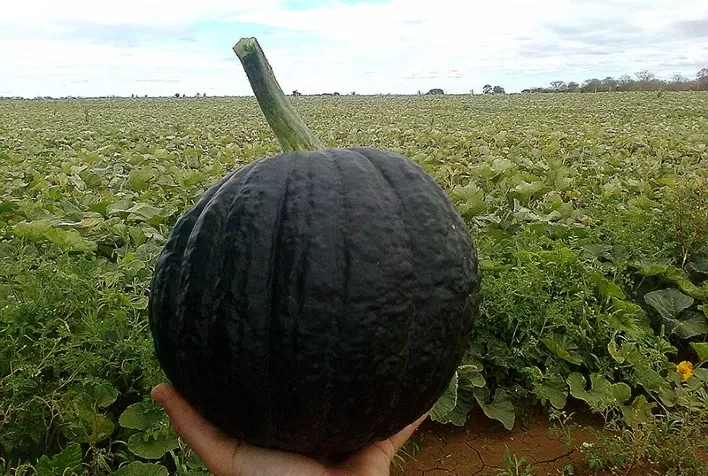 Plantio de abóbora: agricultor atinge recorde de produtividade em MG