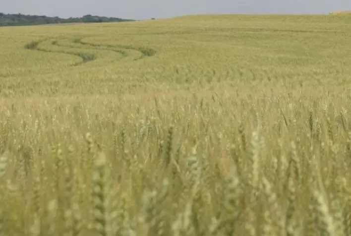 Trigo deve ter aumento na área de 5,1% no Brasil em 2023/24, com 3,465 mi de ha