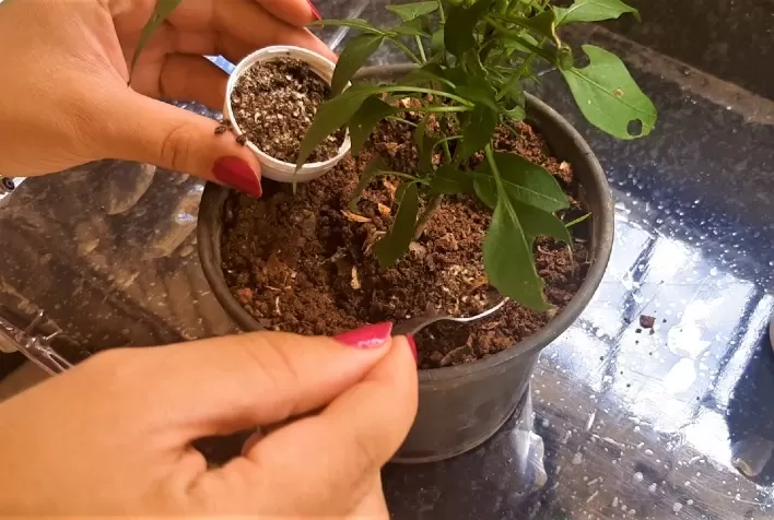 EPAMIG ensina como adubar plantas domésticas com resíduos vegetais, como sementes, talos e borra de café