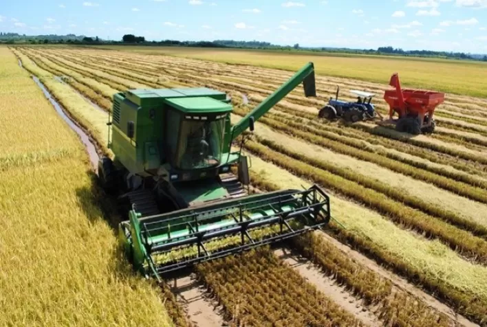 Em plena colheita no Sul do Brasil, arroz requer atenção com o teor de umidade