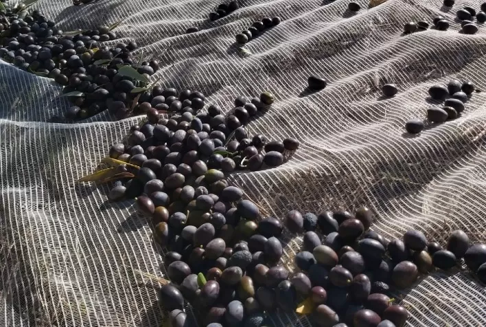 Olivicultores no Sul do Brasil utilizam bioativos naturais para enfrentar dificuldades climáticas
