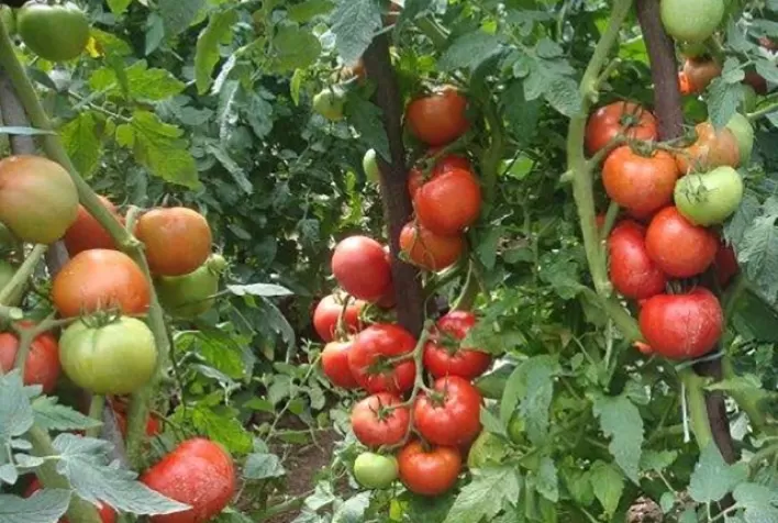Cultivo de tomate sem solo dispensa uso de agrotóxicos