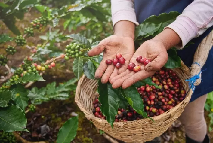 Café: Com dúvidas na oferta global, cotações tentam avançar em Nova York