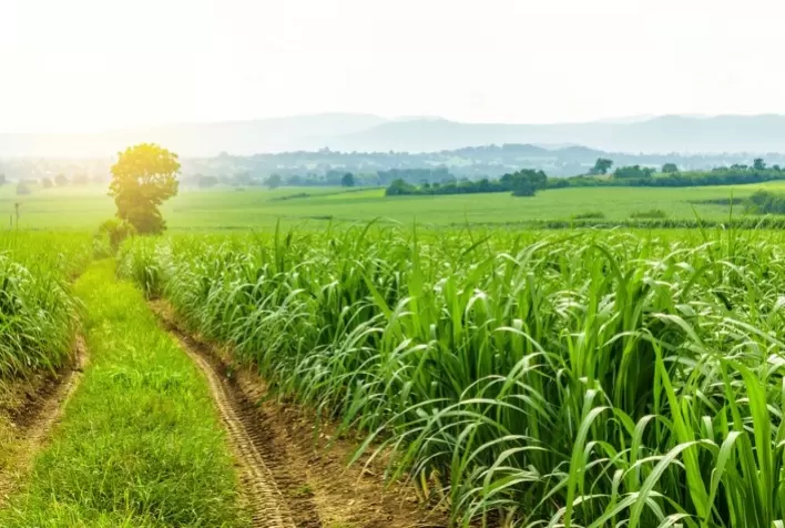 Velho Barreiro amplia cultivo de cana