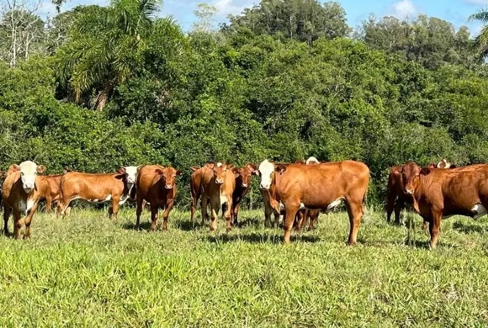Molécula inédita no controle de carrapatos, incluindo os resistentes, apresenta eficácia de 100%
