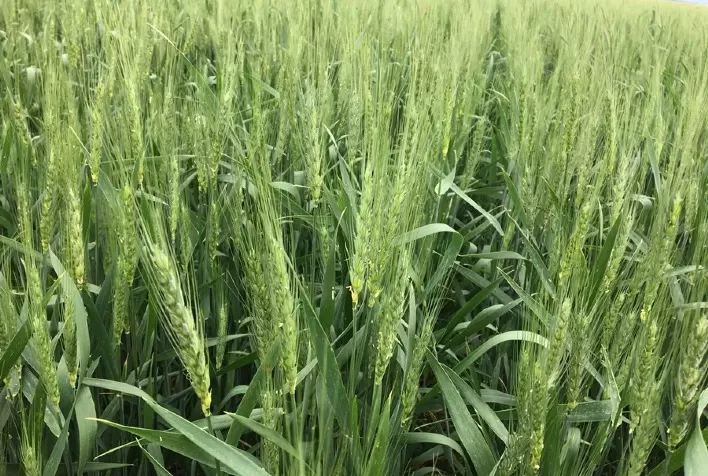 Triticultura: Controle de doenças do trigo deve ser priorizado em 2023, frente a cenário favorável projetado para o mercado do cereal