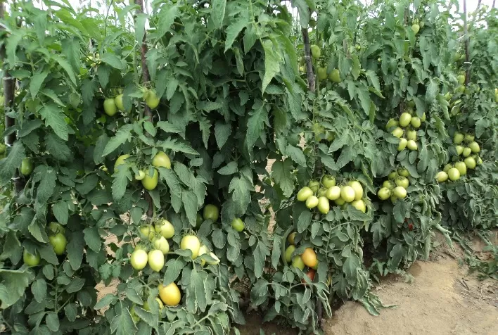 Defensivos e irrigação contra os ácaros do tomate