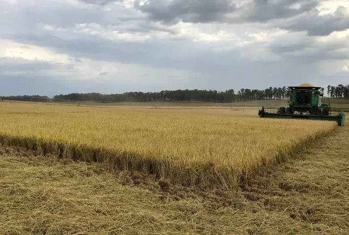 Irga: Colheita do arroz ultrapassa 50% da área no Rio Grande do Sul