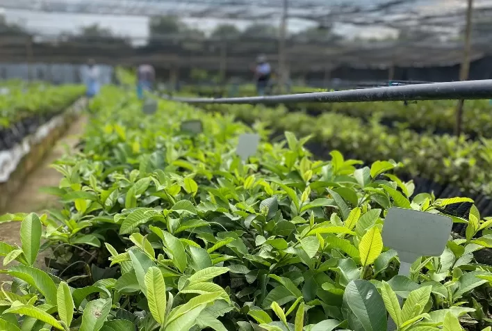 Alerta sobre a comercialização de material ilegal do porta-enxerto de goiabeira BRS Guaraçá