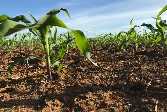 Atraso no plantio reduz potencial da safrinha de milho em Sorriso (MT)