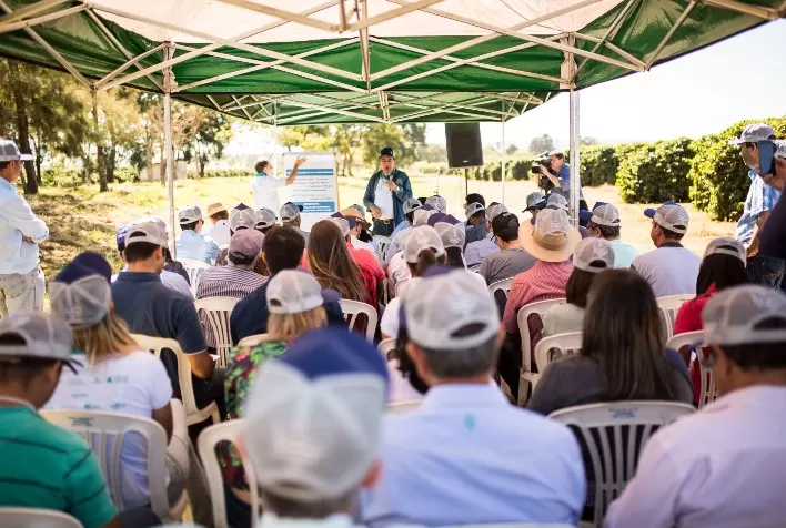Resultados da quarta colheita de safra do Projeto Unidades Demonstrativas de Café para o Cerrado Mineiro serão divulgados em maio