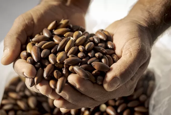 Agricultores familiares do Grande Sertão Veredas lançam castanha de baru orgânica