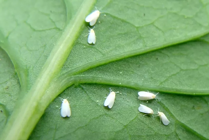 Syngenta anuncia o registro de Elestal Neo, inseticida inovador que controla todas as fases da mosca-branca e outras ameaças aos cultivos com alta representatividade no Brasil