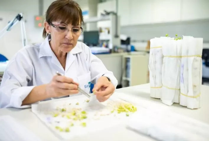 Ciência e tecnologia permitem safras recordes de soja nas lavouras brasileiras