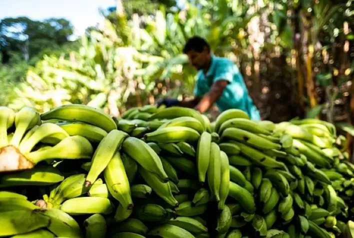 Extensão rural faz de Itaquiraí referência no plantio da banana pela agricultura familiar