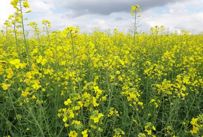 Trader expandirá planta de canola no Canadá
