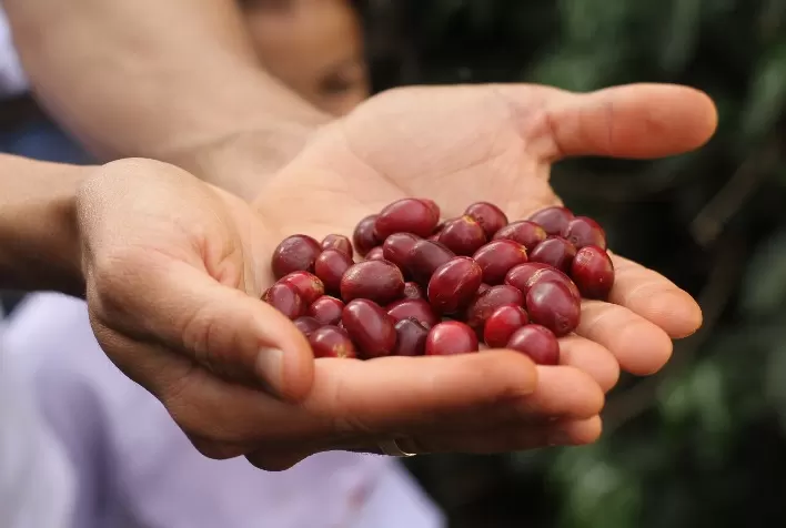 No dia Mundial do Café, Região do Cerrado Mineiro tem muitas conquistas para comemorar