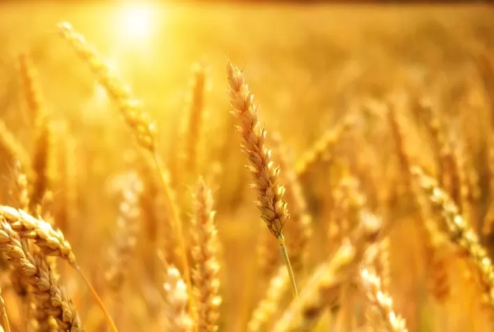 Trigo transgênico cultivo no Brasil preocupa produtores