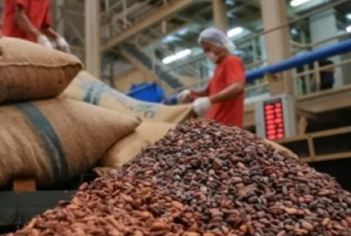 Moagem de cacau cresce 15,47% no primeiro trimestre de 2023