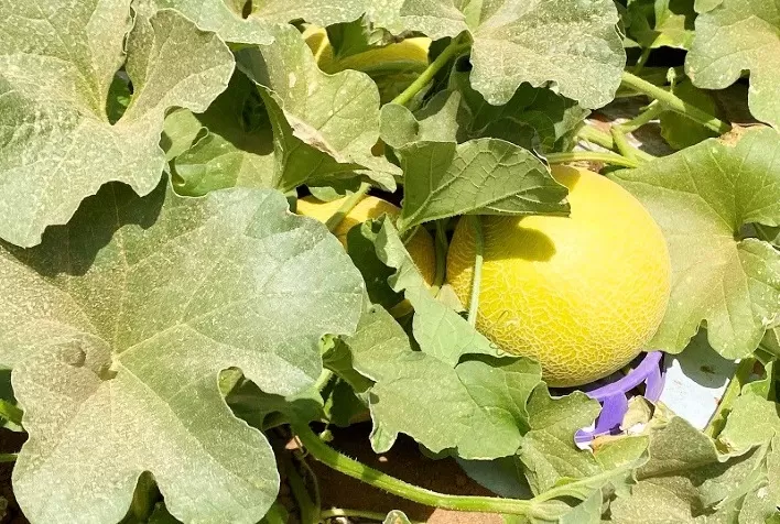 Com irrigação por gotejamento, fruticultura brasileira alcança novos mercados pelo mundo