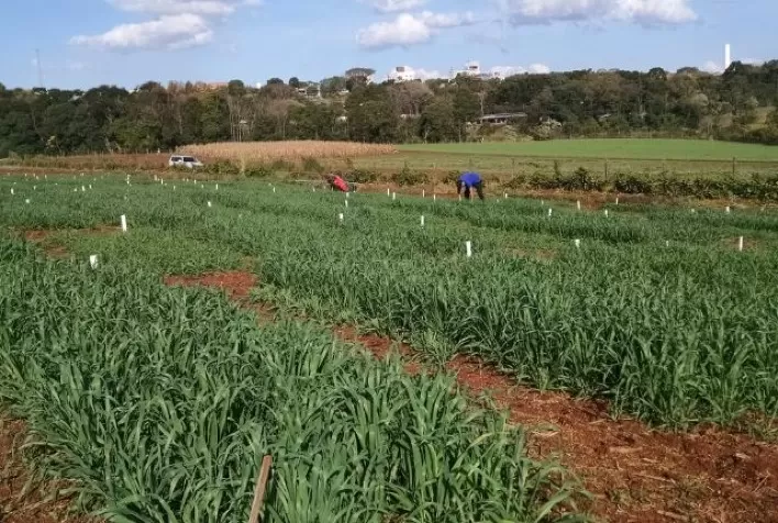 Comissão Brasileira de Pesquisa com Aveia vai testar linhagens desenvolvidas pela Epagri