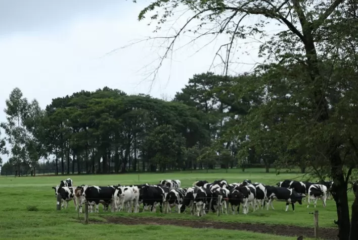 Conheça mitos e verdades sobre o bem-estar animal e a evolução do conceito