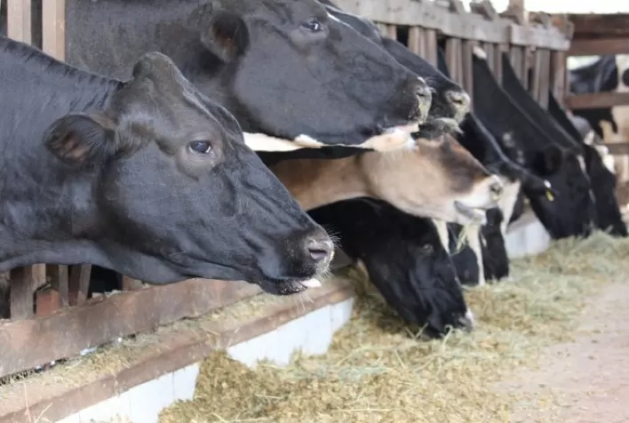 Imunonutrição, nova prática que impacta positivamente produção animal