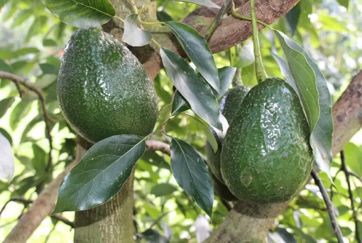 Abacate, sudeste é o maior produtor nacional