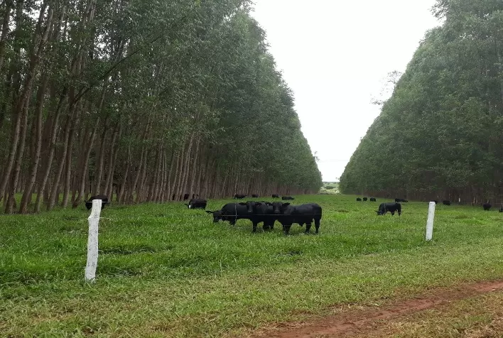 Integração Lavoura Pecuária Floresta (ILPF) e uso de biológicos permitem acesso a mercado de créditos de carbono