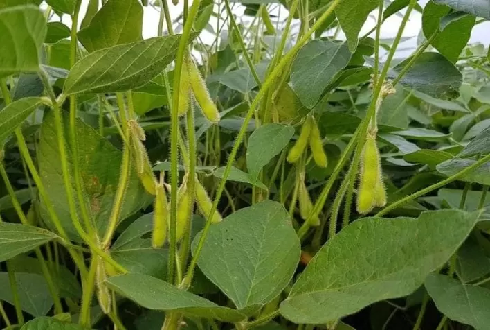 Pesquisadores apresentam resultados da safra em 8 municípios de Mato Grosso do Sul