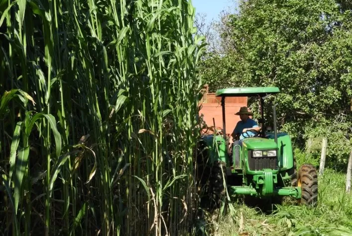 Dobradinha sorgo/milho pode estabilizar segunda safra, diz especialista