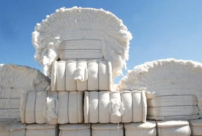 Cai 7,4% cotação da pluma de algodão em Mato Grosso