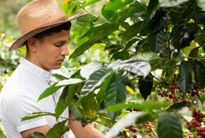 Região das Matas de Minas recebe palestra sobre cuidados jurídicos no período da safra de café