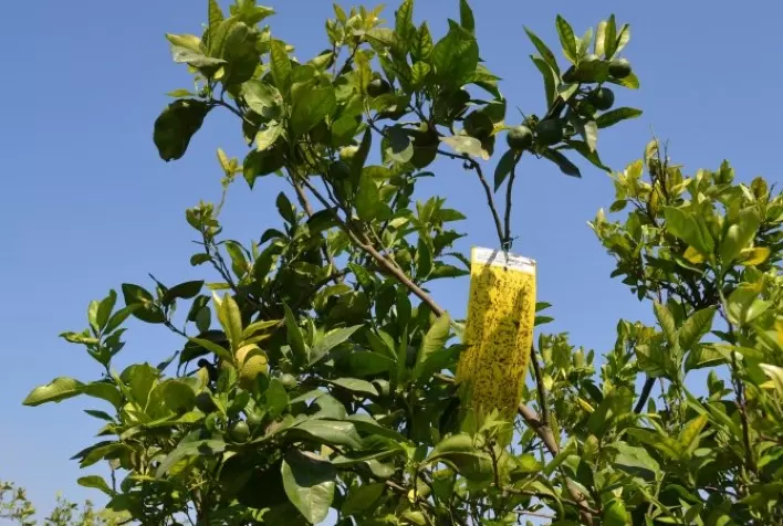 Aumentos de incidência do greening são registrados anualmente no cinturão citrícola de São Paulo e Triângulo/Sudoeste Mineiro