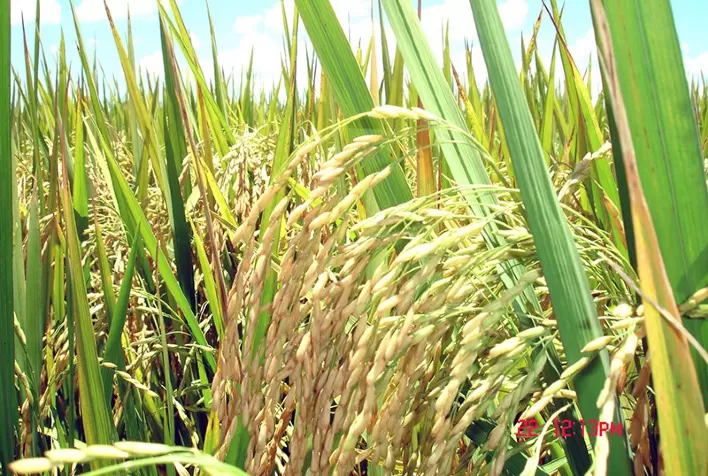 Arroz: Preços cedem após nove semanas em alta