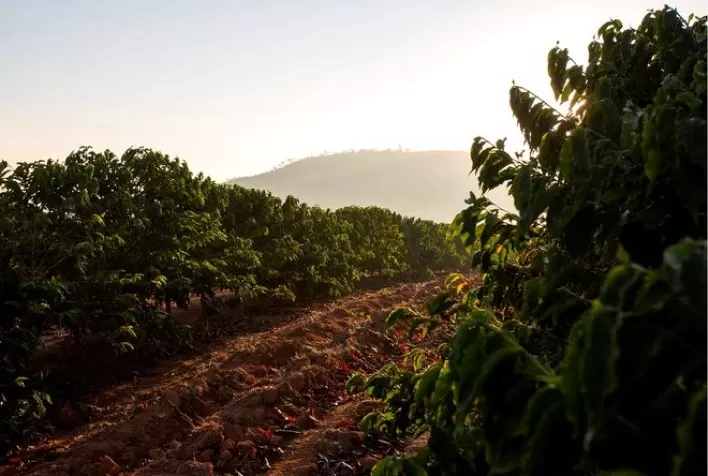 El Niño e seus possíveis impactos na produção mundial de café