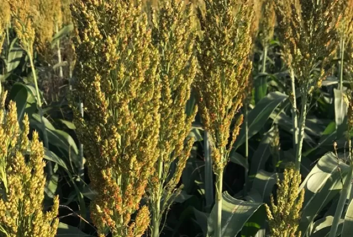 Novas cultivares de sorgo e de milho com elevado potencial produtivo chegam ao mercado