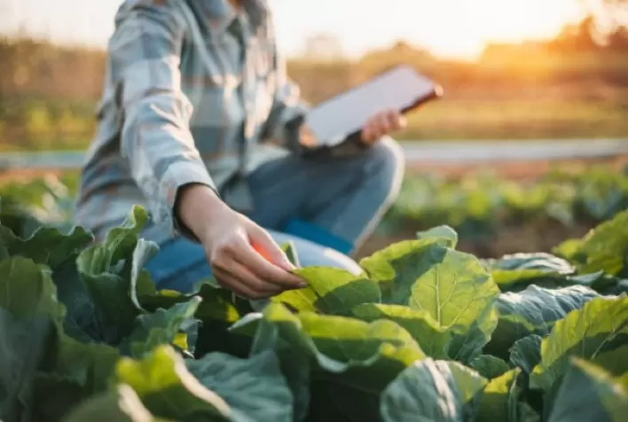 Mentoria Lucrando Alto Fora da Porteira ajuda produtores rurais a enfrentarem a volatilidade de preços das commodities agrícolas