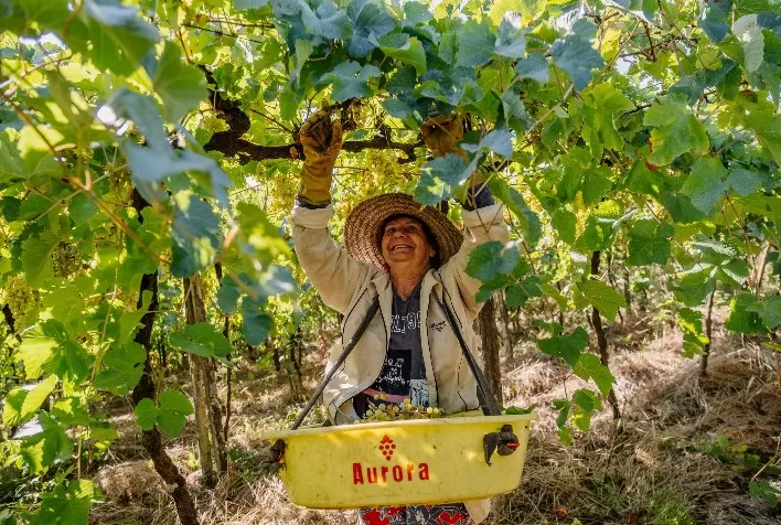 Produtores de uva da Cooperativa Vinícola Aurora recebem certificação de Boas Práticas Agrícolas