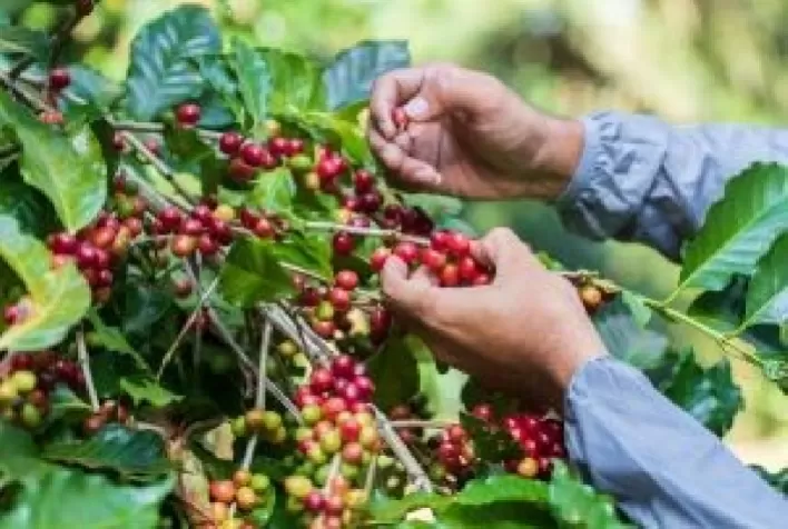 Período da colheita de café requer cuidados jurídicos para safra mais segura