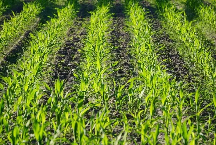 Biotech catarinense aspira transição verde para o agronegócio global