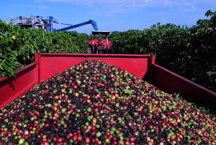 Café abre semana no positivo, mas colheita no Brasil pode voltar a pressionar mercado