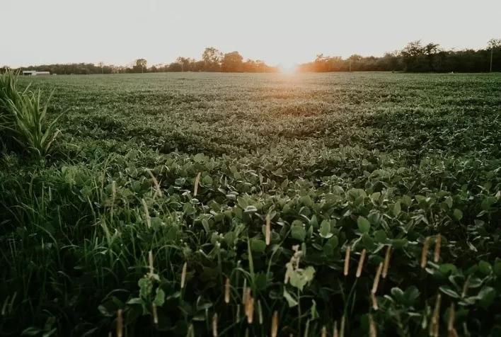 Novo adjuvante de base vegetal para o mercado agro aumenta eficácia de fungicidas